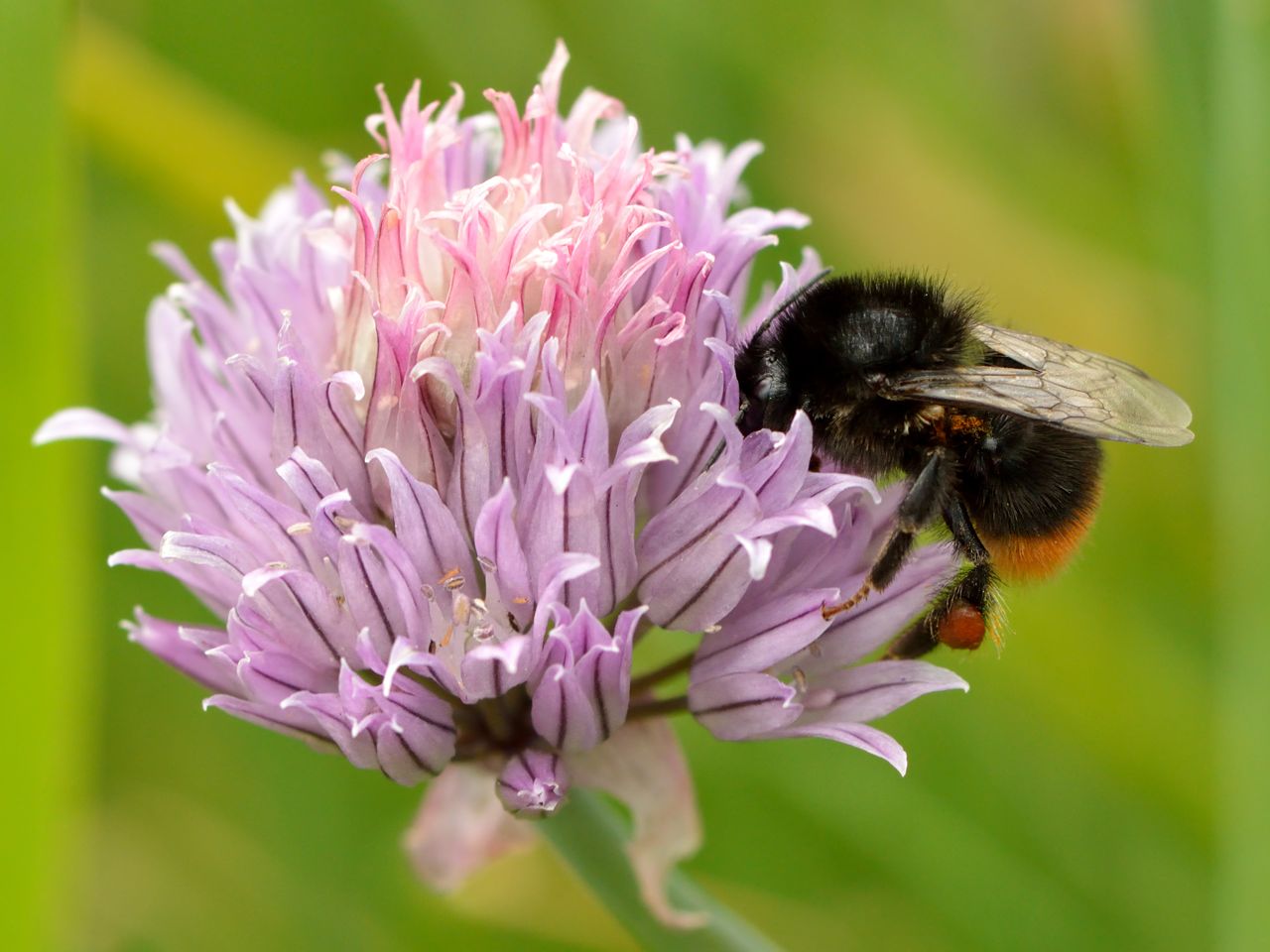 Allium schoenoprasum